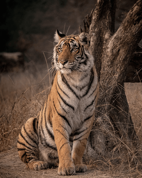 CORBETT JUNGLE SAFARI